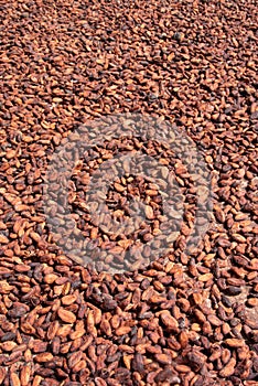 Surface of cocoa nuts drying photo