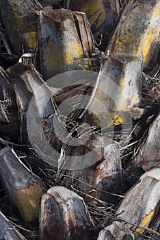 The surface of the coconut tree trunk after the leaves are cut off