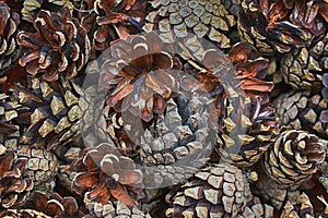 Surface of cones of spruce, conifer, pine