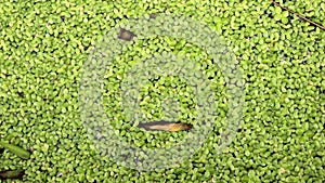 The surface is covered with green duckweed
