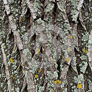 Surface is covered with patches of lichen primarily light green