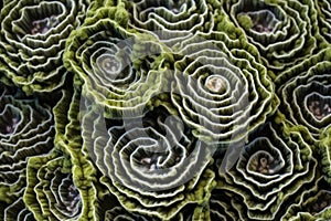 surface detail of an organ pipe coral