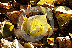 The surface of the earth, covered with yellow linden leaves in the autumn after leaf fall