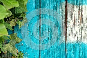 Surface of an empty turquoise wooden plank background with weathered rustic paint and a frame of green ivy leaves on the left side