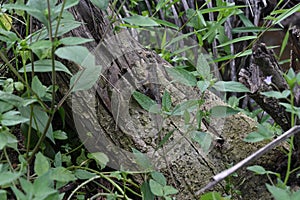 On the surface of a fallen tree trunk, a staring oriental garden lizard