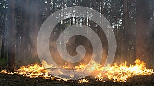 Surface fire in a pine forest