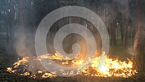 Surface fire in a pine forest