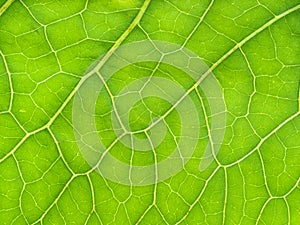 surface of fresh green leaf of Horseradish