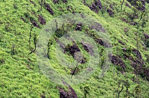 Surface of the grass ground and rocks on the mountain in Fang district, Chiang Mai, Thailand