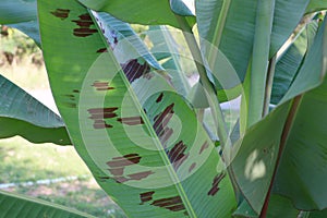 The surface of the green and black banana leaves alternates with beautiful spotted patterns. photo