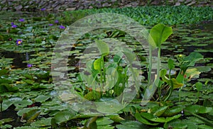 Water liles and other plants in a lake photo