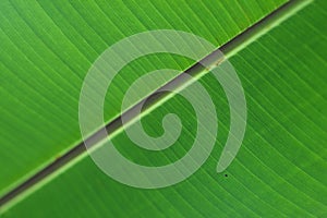 Surface of green leaf