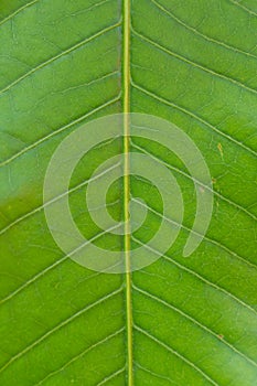 Surface of green leaf