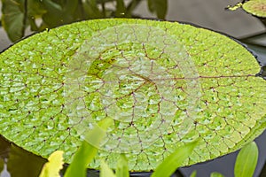 Surface Of Green Leaves Lotus Lily Water In Pond