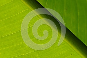 Surface of green translucent banana leaf