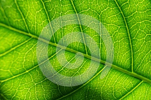 Surface of green translucent tree leaf