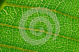 Surface of green translucent tree leaf