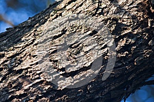 SURFACE OF GREY BARK ON A TREE