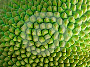 The surface of the jackfruit