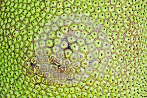 The surface of jackfruit fruit