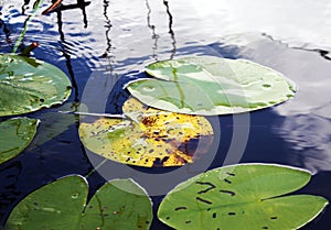 Surface of the lake is covered with leaves of water lilies