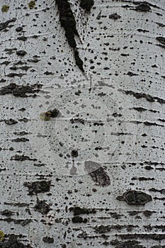 Surface of light grey bark of silver poplar