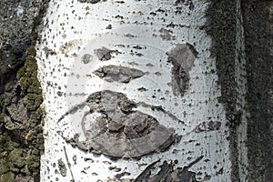 Surface of light grey bark of silver poplar