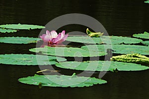 Surface lotus