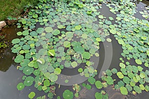 A lotus leaf pond photo