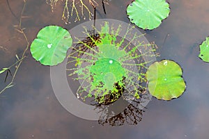 The lotus leaf is gnawing photo