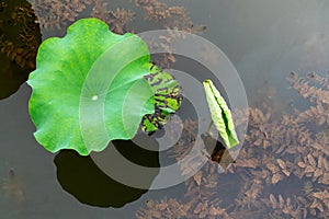 The lotus leaf is gnawing photo