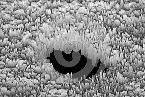 Surface of a metal with a hole observed with an electron microscope