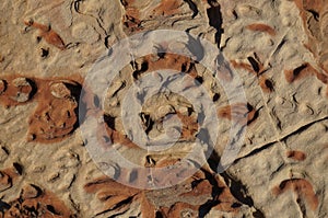 Surface of natural colored and structured sandstone