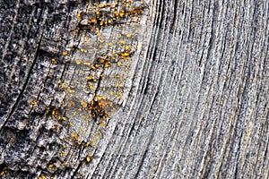 The surface of an old blackened wooden board. Visible are annual rings of wood and drops of dried resin. Photos with high contrast