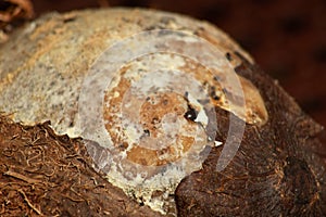 Surface of old coconut