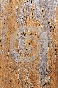 Surface of the old planks with texture