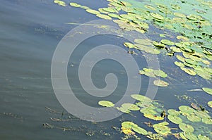 The surface of an old swamp covered with duckweed and lily leaves