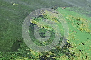 The surface of an old swamp covered with duckweed and lily leaves