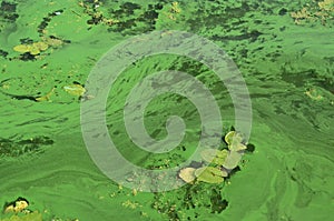 The surface of an old swamp covered with duckweed and lily leaves