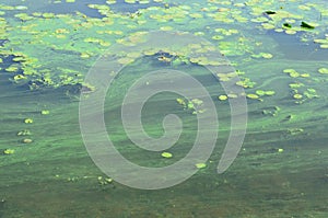 The surface of an old swamp covered with duckweed and lily leaves