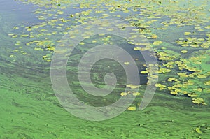 The surface of an old swamp covered with duckweed and lily leaves