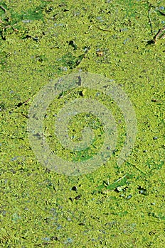 The surface of an old swamp covered with duckweed and lily leaves