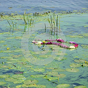 The surface of an old swamp covered with duckweed and lily leaves