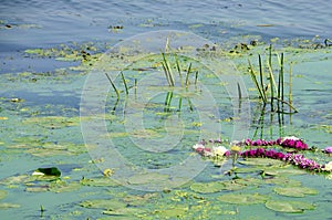 The surface of an old swamp covered with duckweed and lily leaves