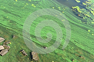 The surface of an old swamp covered with duckweed and lily leaves