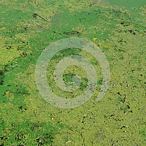 The surface of an old swamp covered with duckweed and lily leaves