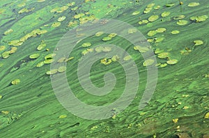 The surface of an old swamp covered with duckweed and lily leaves