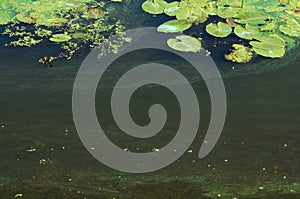 The surface of an old swamp covered with duckweed and lily leaves