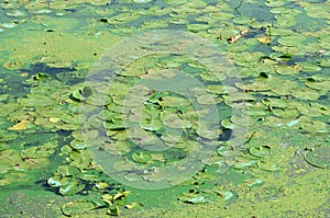 The surface of an old swamp covered with duckweed and lily leaves