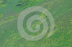 The surface of an old swamp covered with duckweed and lily leaves